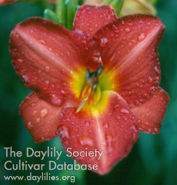 Daylily Fever